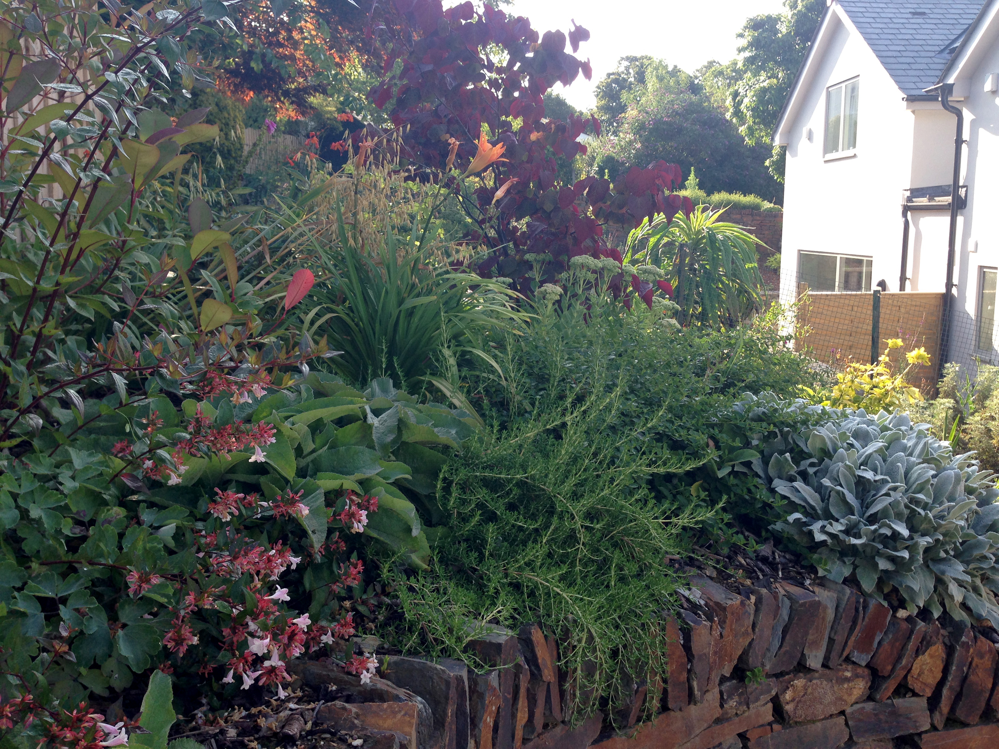 Lush green goundcover foliage tumbling over the retaining wall